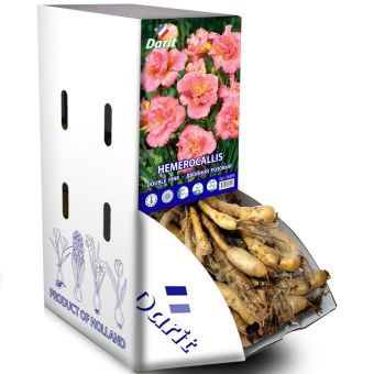 Рекбокс Лилейник Двойной розовый Hemerocallis Double Pink (розовый) I 7шт