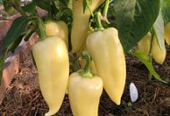 ПЕРЕЦ БЕЛОЗЁРКА ПЕРЕЦ БЕЛОЗЁРКА