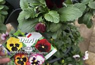 Виола Мамонт F1 Огненный квартет, смесь. Виола Мамонт F1 Огненный квартет, смесь.