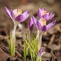Крокус Крокус