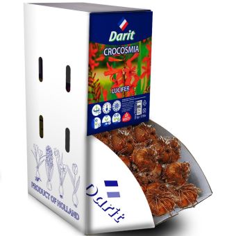 Крокосмия Люцифер Crocosmia Lucifer 10/+, Darit Рекбокс 200шт