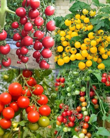 Выбираем вкусные и красивые сорта томатов черри!