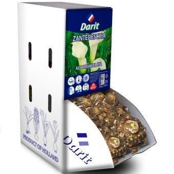 Калла (Зантедеския) Албомакулата Zantedeschia Albomaculata 16/+, Darit Рекбокс 20шт