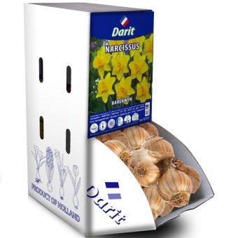 Нарцисс крупнокорончатый Баренвин Narcissus Barenwyn 10/12 Darit Рекбокс 50 шт