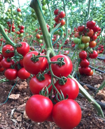 ТОМАТ АЛЕЗИ F1