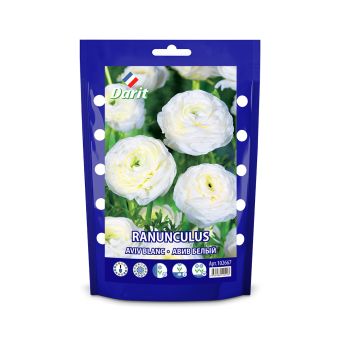 Ранункулюс Авив Вайт Ranunculus Aviv White 6/+, Darit Дой-пак 10 шт