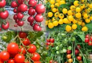 Выбираем вкусные и красивые сорта томатов черри! Выбираем вкусные и красивые сорта томатов черри!