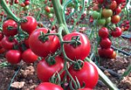 ТОМАТ АЛЕЗИ F1 ТОМАТ АЛЕЗИ F1